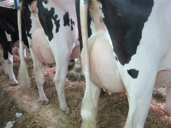 Troupeau Maitre Éleveur Gagnant 3 X Médaille d'Or au Concours de la Qualité du lait Agropur Régional 2015, 2016 et 2017