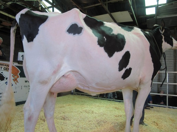 Lot 13 Despointes Monterey Sayanna 6700 $ acheteur Ferme Gilles Gouin, St-Julien