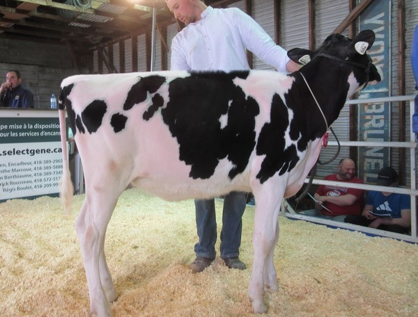 Lot 49 Despointes Tatoo Madison 4 500 $ Acheteur Fleury Holstein, Victoriaville